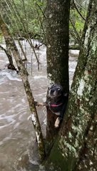 Saving a Puppy That Tried to Cross Flood Waters Stuck in Tree