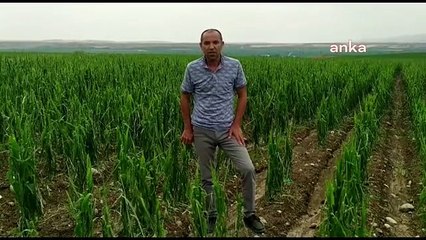 Batman'da Yaşanan Aşırı Yağış ve Dolu Tarım Ürünlerine Zarar Verdi