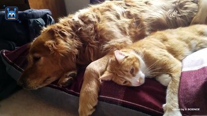 TERHARU_ 10 Persahabatan Kucing dan Anjing yang Lucu