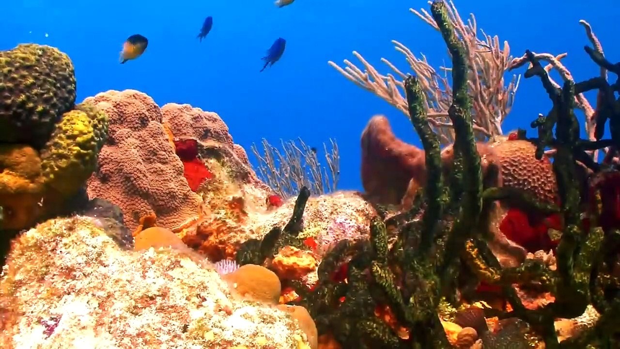 Beautiful Coral Reef Fish Relaxing Ocean Fish Stunning Aquarium Relax ...