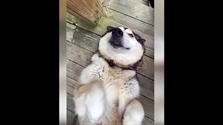 New Funny Videos 2023  Cutest Cats and Dogs  Part 143