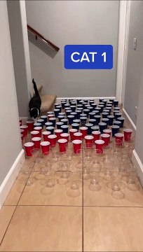 3 chats, des gobelets, 3 styles differents