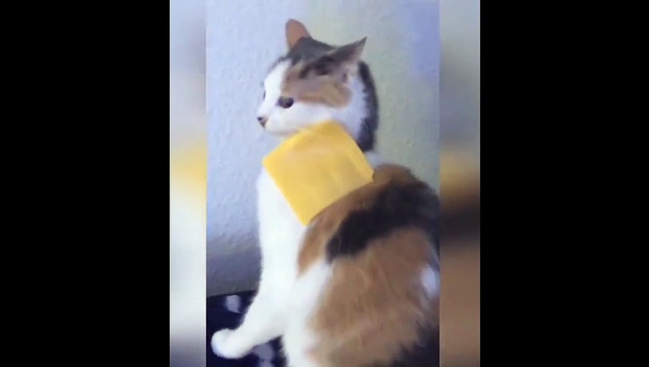 New Funny Videos 2023  Cutest Cats and Dogs  Part 145