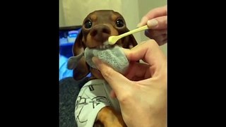 New Funny Videos 2023  Cutest Cats and Dogs  Part 146