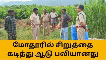 ஈரோடு: சிறுத்தை தாக்கி ஆடு பலி -பொதுமக்கள் பெரும் பீதி!