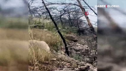 Tilki ile araç sürücüsünün diyalogu viral oldu: '4 dilim börek yiyerek ikna oldu'