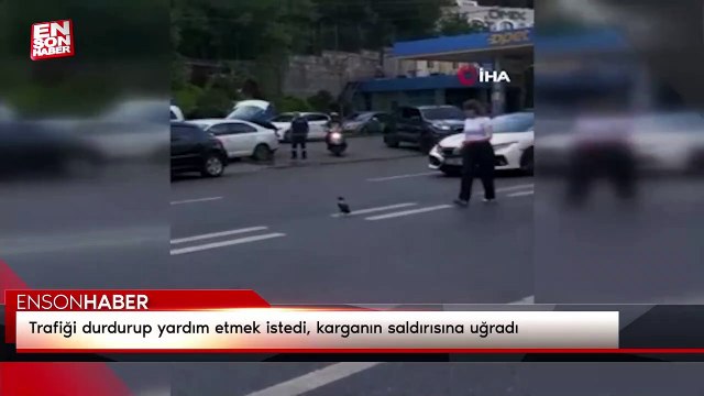 Trafiği durdurup yardım etmek istedi, karganın saldırısına uğradı