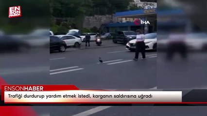 Trafiği durdurup yardım etmek istedi, karganın saldırısına uğradı