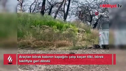 Araçtan börek kabının kapağını çalıp kaçan tilki, börek teklifiyle geri döndü