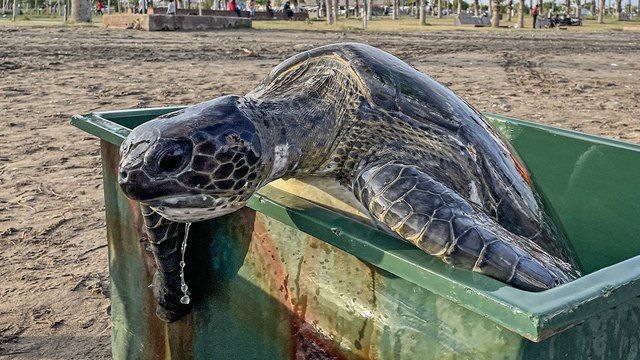İki yeşil deniz kaplumbağası denize bırakıldı