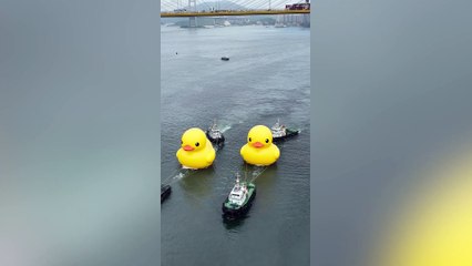 Pair of giant yellow rubber ducks spotted in Hong Kong waters