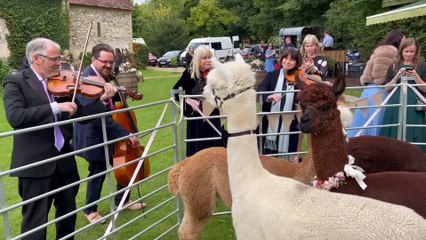 Farm offers alpaca WEDDINGS where the animals don bow ties while they mingle with guests