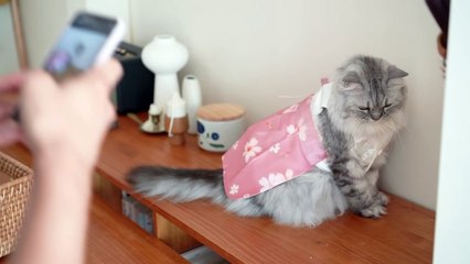 ☁️ Cats have something serious to tell you (ENG SUB)