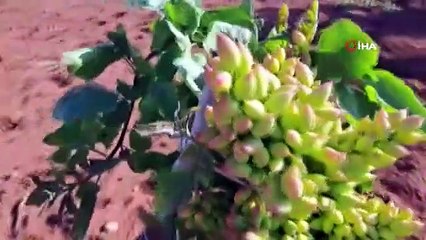 Le pistachier a porté ses fruits en 2 ans