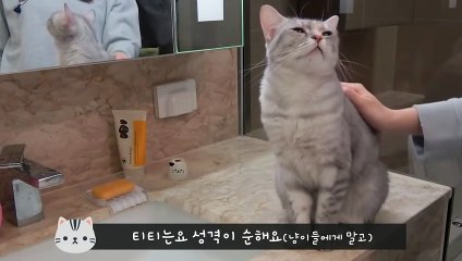 CreamHeroes | Which Personality Describe these cats?  (MBTI Test)