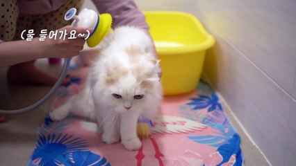 ☁️ What Happened When I Bathed the Cat (ENG SUB)
