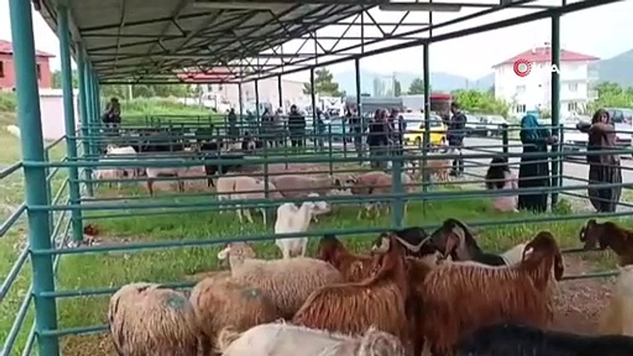 Le marché du bétail déménage à Denizli