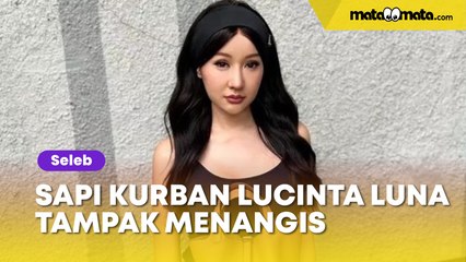 Sapi Kurban Lucinta Luna Tampak Menangis, Netizen Auto Heboh