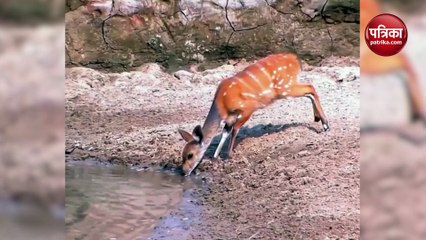 आनंद महिंद्रा ने गजब का मोटिवेशन वीडियो किया शेयर, बोले - हर वक्त रहें सतर्क, जानें क्यों कहा