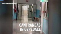 Cani randagi in ospedale