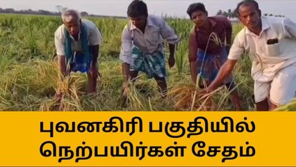 புவனகிரி: அறுவடைக்கு தயாராக இருந்த நெற்பயிர்கள் சேதம்!