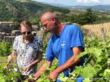 Que se passe-t-il dans les vignes au printemps ? - Appétit - TL7, Télévision loire 7