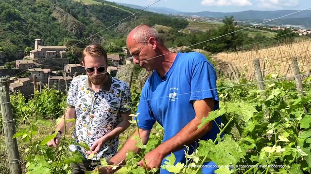 Que se passe-t-il dans les vignes au printemps ?
