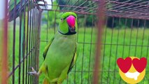 Best talking parrot in the world! A Cute Funny Parrots Talking Videos Compilation