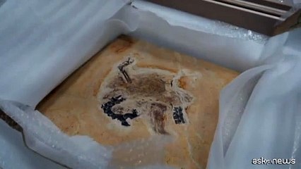 Fossile di raro dinosauro restituito dalla Germania al Brasile