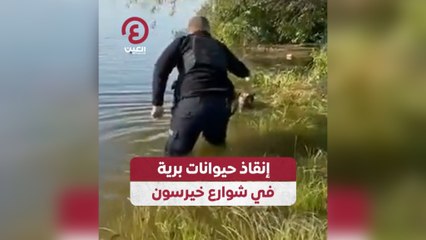 إنقاذ حيوانات برية في شوارع خيرسون
