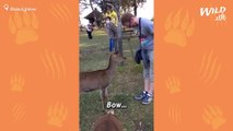 Japanese Deer Are So Polite They Bow | Wild-ish TV