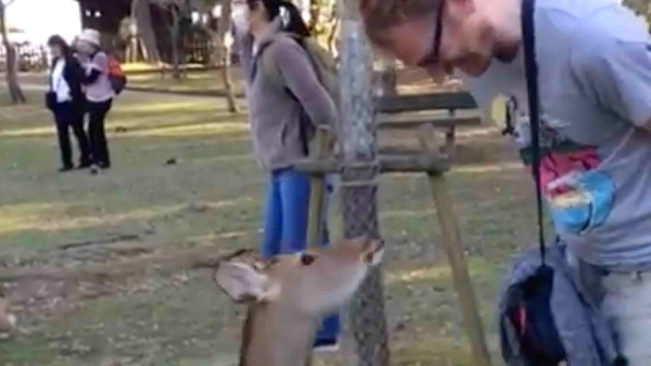 Japanese Deer Are So Polite They Bow | Wild-ish TV