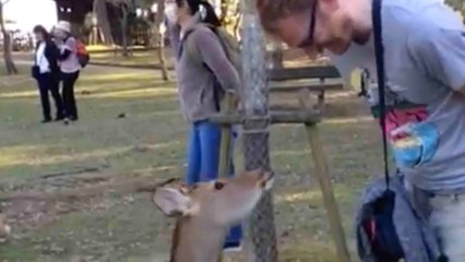 Japanese Deer Are So Polite They Bow | Wild-ish TV