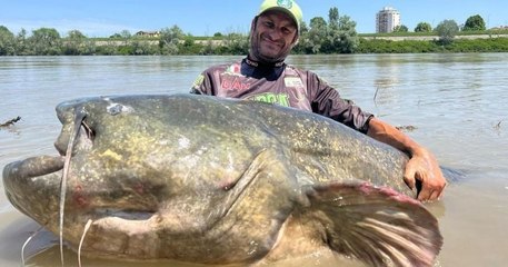 Ce monstrueux poisson chat de 2m85 pêché après un combat de 43 minutes pourrait établir un nouveau record