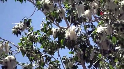 Van'da Polen Yoğunluğu: Göz ve Burun Nezlesi Olan Dikkat Etsin