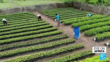 World environment day: Benin's local communities work to restore forests