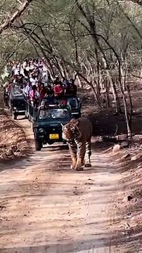 Video: रणथम्भौर में दिखा जंगल के राजा का शाही अंदाज, जिप्सियों के आगे घूमता नजर आया टाइगर