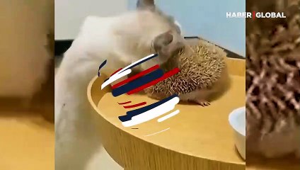 Kedinin kirpiyi gördüğü an yaptıkları izlenme rekoru kırdı