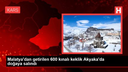 Malatya'dan getirilen 600 kınalı keklik Akyaka'da doğaya salındı