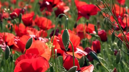 Fotoğraf tutkunları Van Gölü kıyılarını renklendiren gelincik tarlalarını görüntüledi