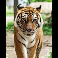 Beautifull top 30 tiger pics video  A.s chanal