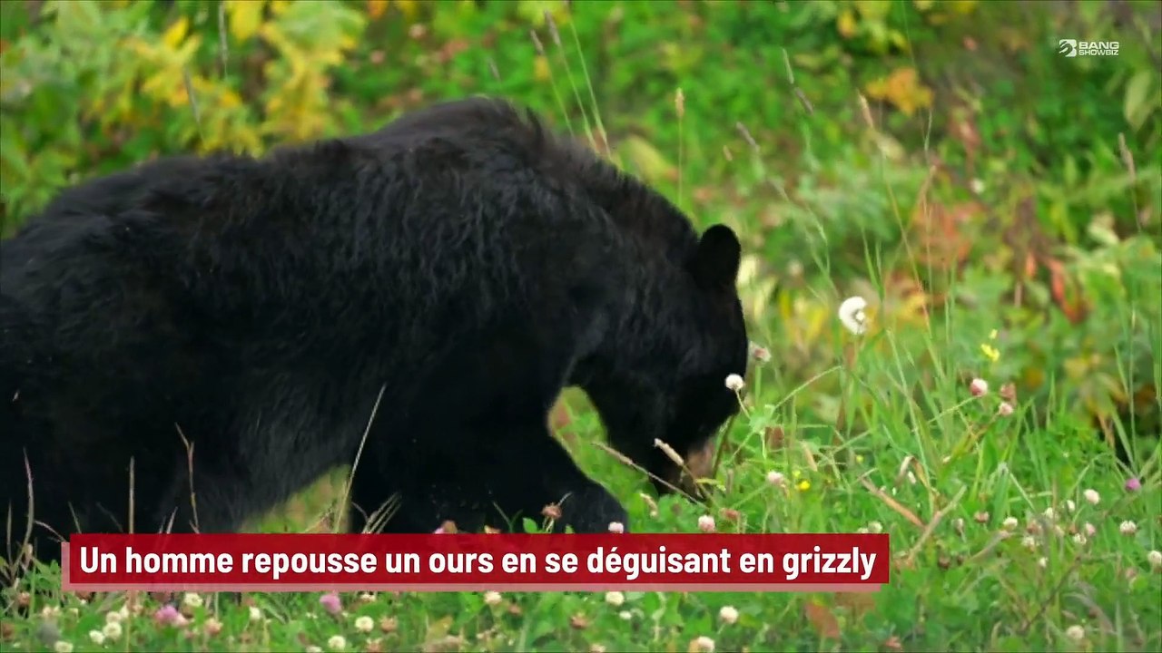 Un homme repousse un ours en se déguisant en grizzly !