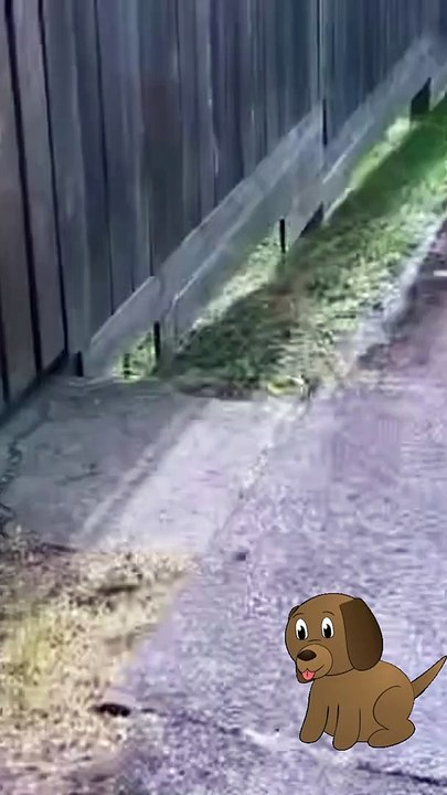  Puppy 