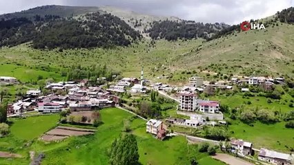 Sayıları binleri aştı, köyü istila ettiler!