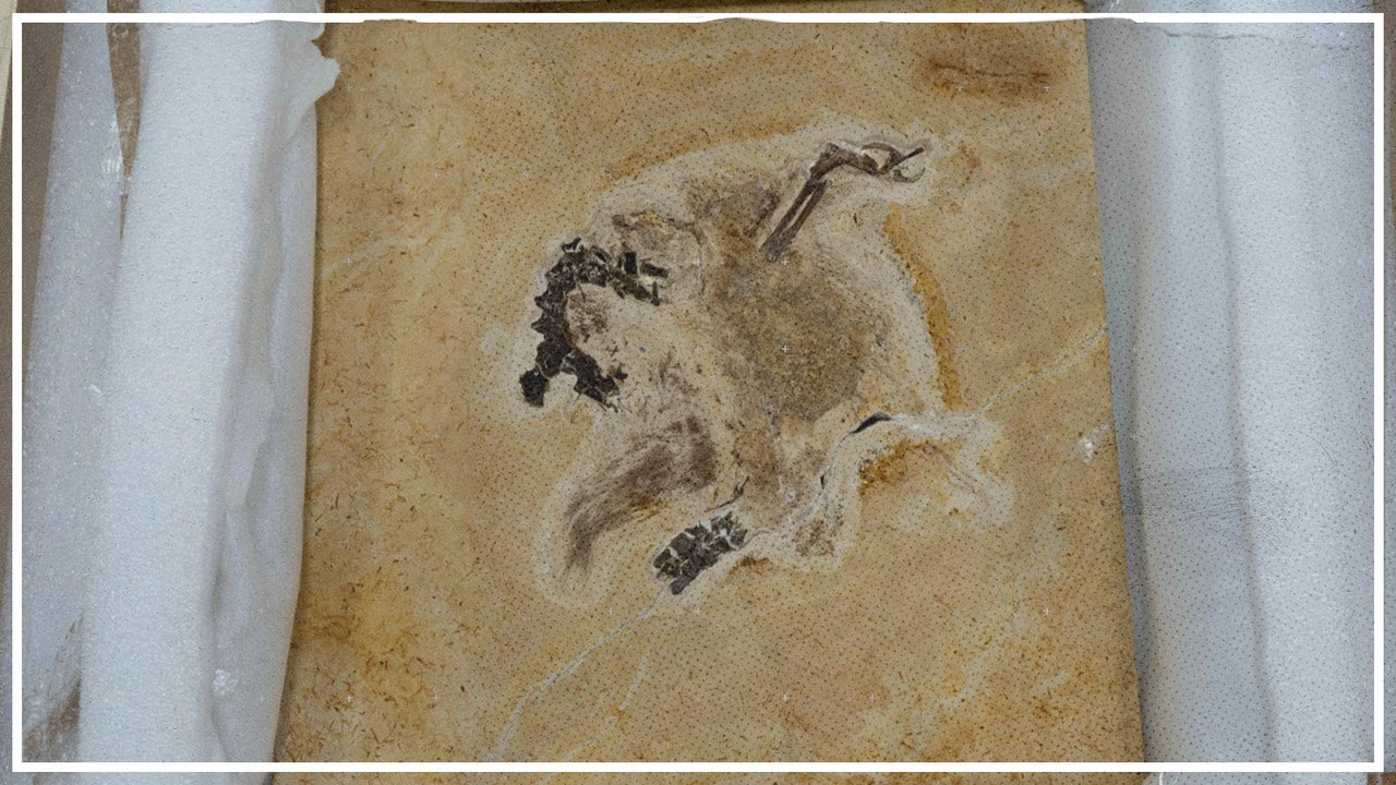 Deutschland gibt Brasilien Dinosaurier-Fossilien zurück