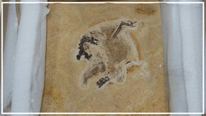 Deutschland gibt Brasilien Dinosaurier-Fossilien zurück