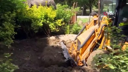 16 yıl önce ölen fil 'Pak Bahadır'ın kemikleri müzede sergilenmek üzere titizlikle çıkarılıyor