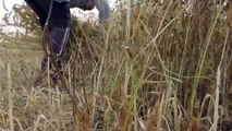 Gazze'deki çiftçiler, iklim değişikliğinin buğday hasadını etkilediğinden yakınıyor