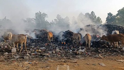 VIDEO : एक दिन पहले मनाया पर्यावरण दिवस और अब आई ऐसी तस्वीर...