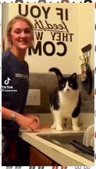 Funnyanimals funnycats